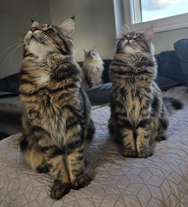 Kotka Maine Coon gotowa do zmiany domu.