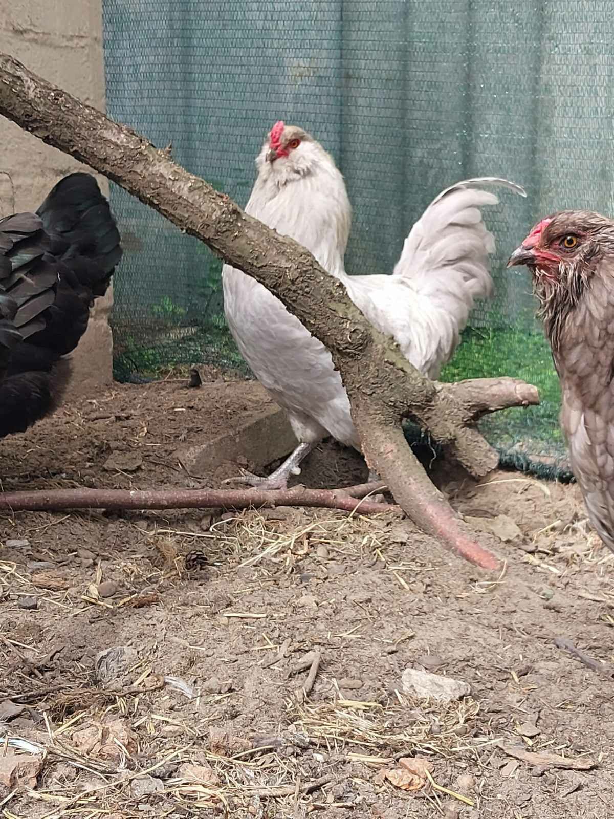 Продам инкубационные яйца Амераукана