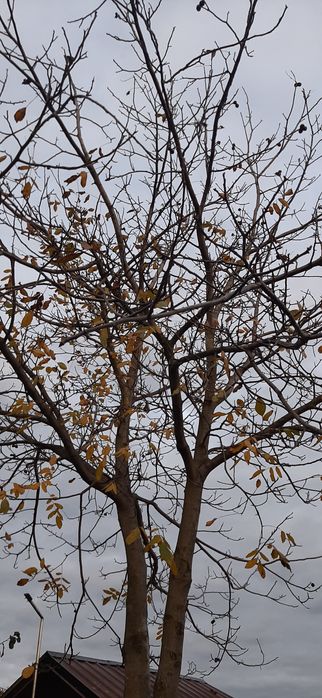 Sadzonki orzecha i orzechy