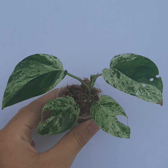 epipremnum pinnatum marble variegata + epipremnum pinnatum variegata