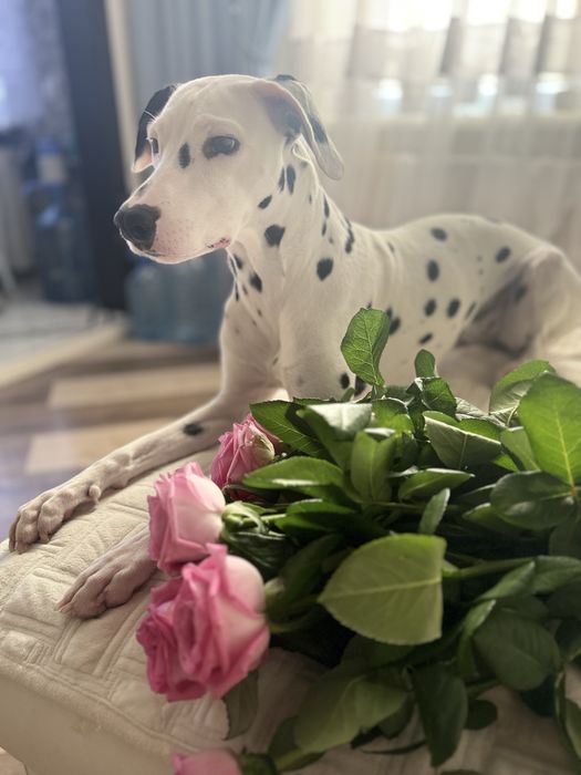 Фотосессия с Далматинцем