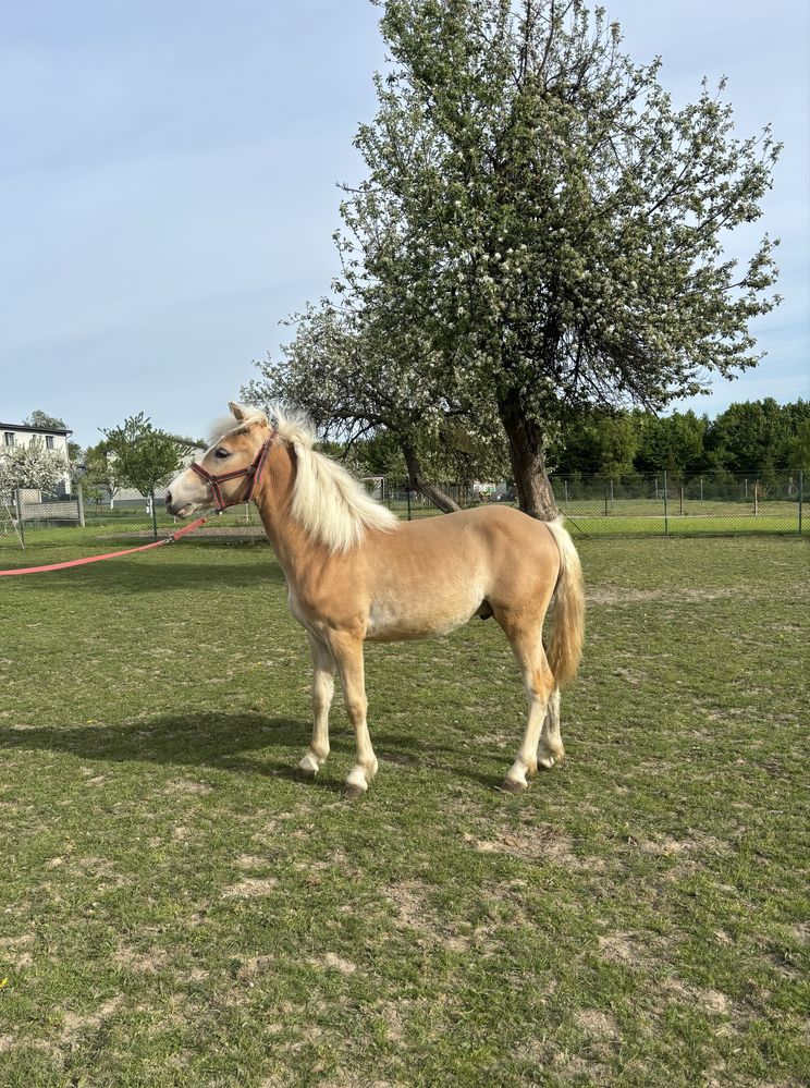 Ogierek rasy haflinger