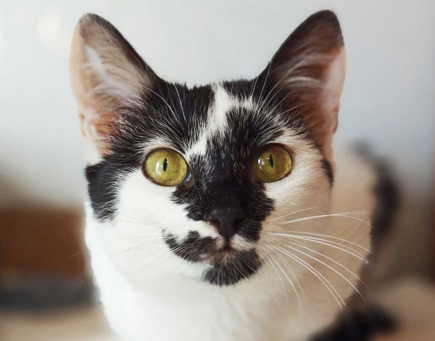 Чудова кото-дівчинка Панді чекає на кото-батьків (4 міс.). Кошка