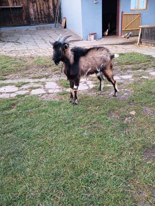 Sprzedam pięknego capka