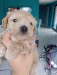 Malutka sunia Maltipoo