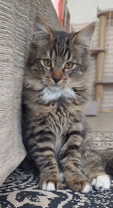 Віддам котика.Киів.