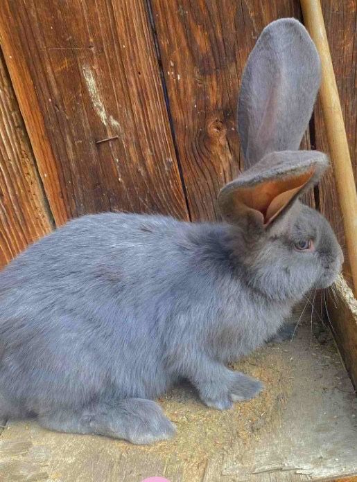 Продам Бельгійський велікан голубого окрасу