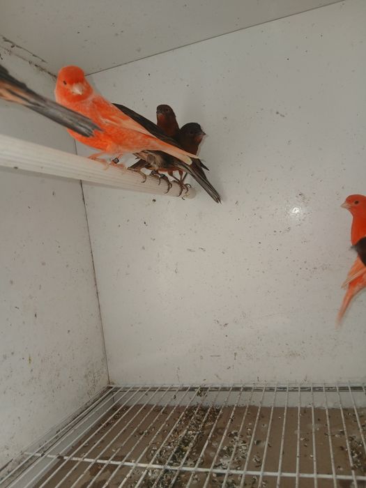 Canários de Cor 639J