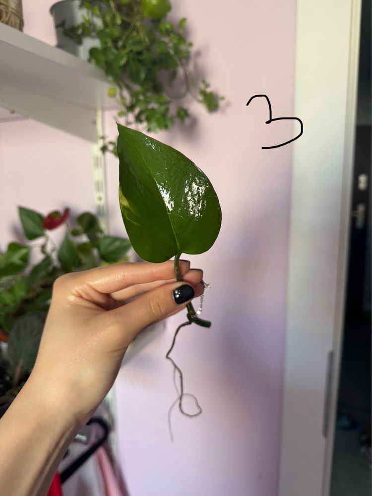 Epipremnum aureum