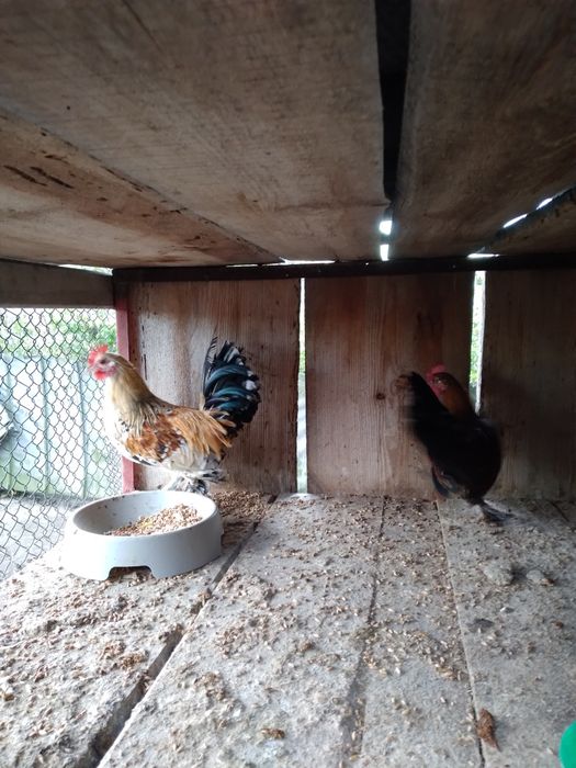 Kogutki liliputy karzełki  z 2025 r