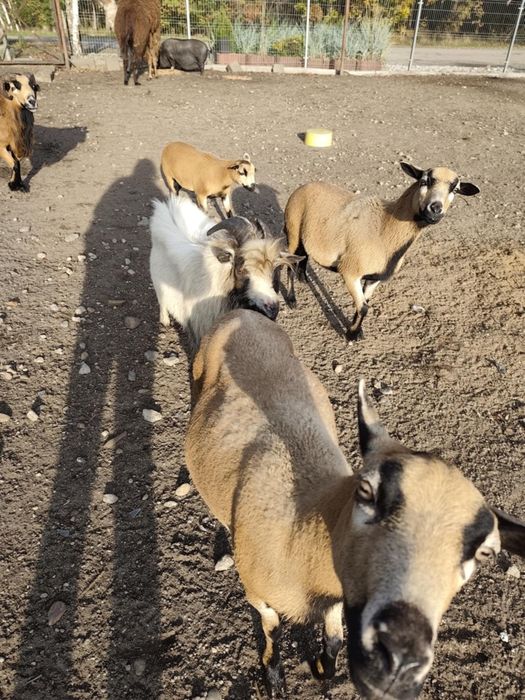 Owce kameruńskie, bażanty złociste,kaczki mandarynki przepiórki