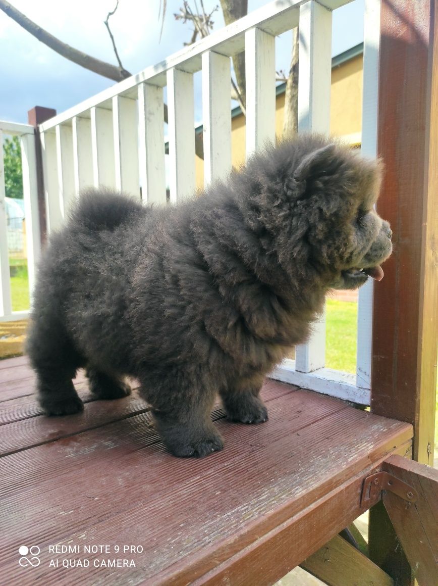 Chow Chow suka niebieska