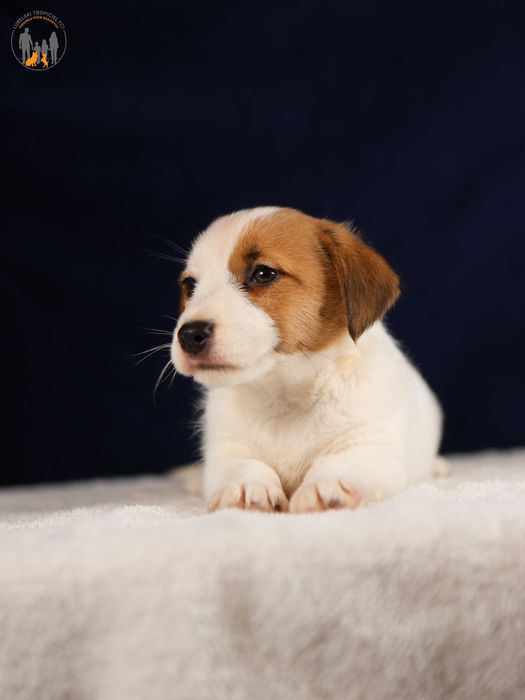 Jack Russell Terrier ZKwP FCI  piękna suczka w.złamany