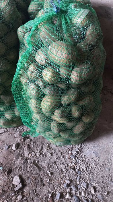 Продам велику картоплю