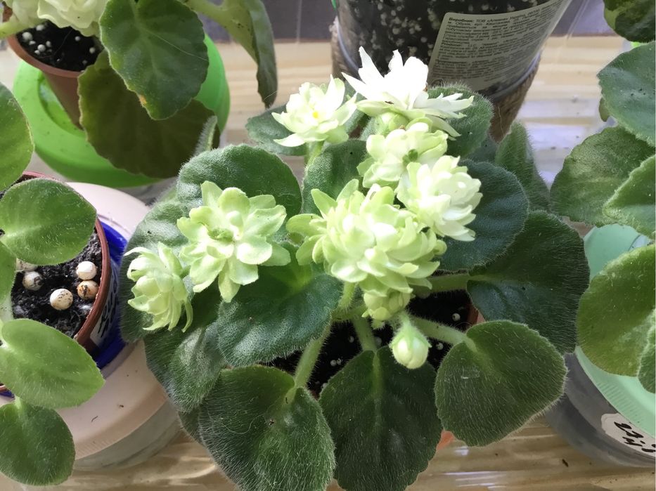 Фіалка Н-Снежный георгин