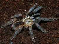 Паук Psalmopoeus reduncus адульт самка

Для заказа звоните на номер ил