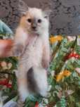 Ragdoll kotka blue mitted