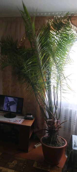 Продам Фінікові пальми.
-Висота 2.50-3метра
-Ве