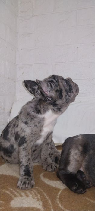 Девчуля с голубыми глазами