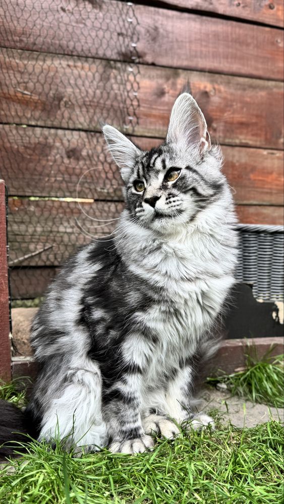 Kotka Maine Coon z lini Polodactyl