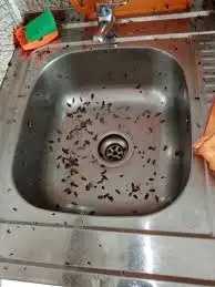 уничтожение тараканов потравить клопов вывести блох