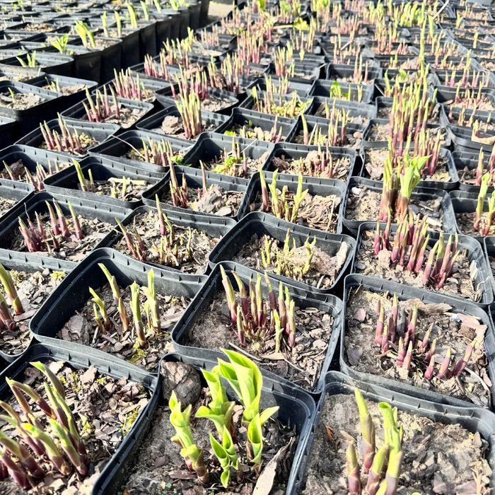 Funkia Hosta 'Emily Dickinson' wiele sadzonek Doniczka 2.0L