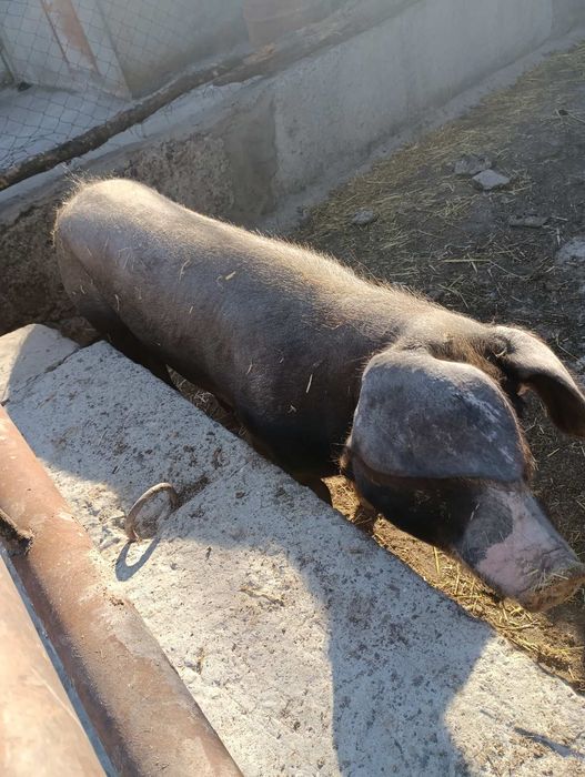 Продам свинью живым весом