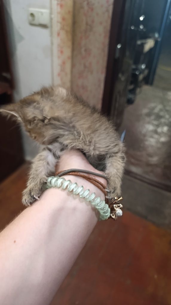 Отдам котят в хорошие руки