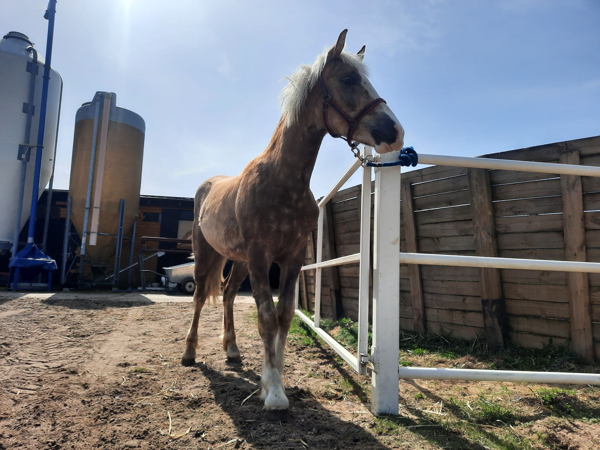 Sprzedam Ogierka (haflinger)