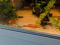 Ancistrus Red dorosła para