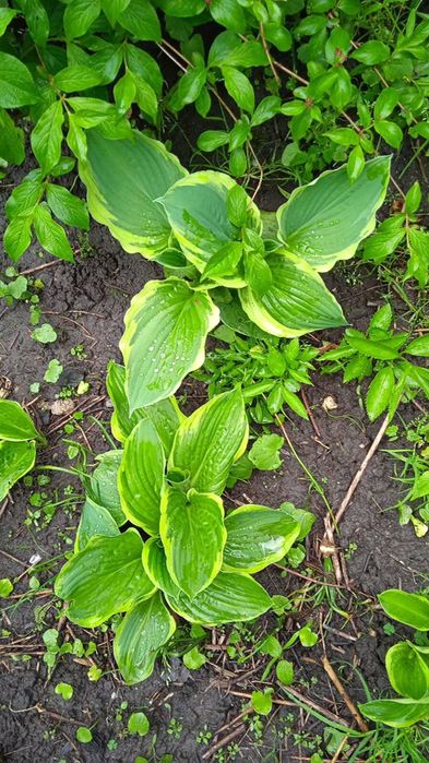 Хоста, гейхера різних кольорів продажа