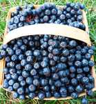 Aronia Darmowa Dostawa Polski SUPERFOOD Idealna na soki przetwory