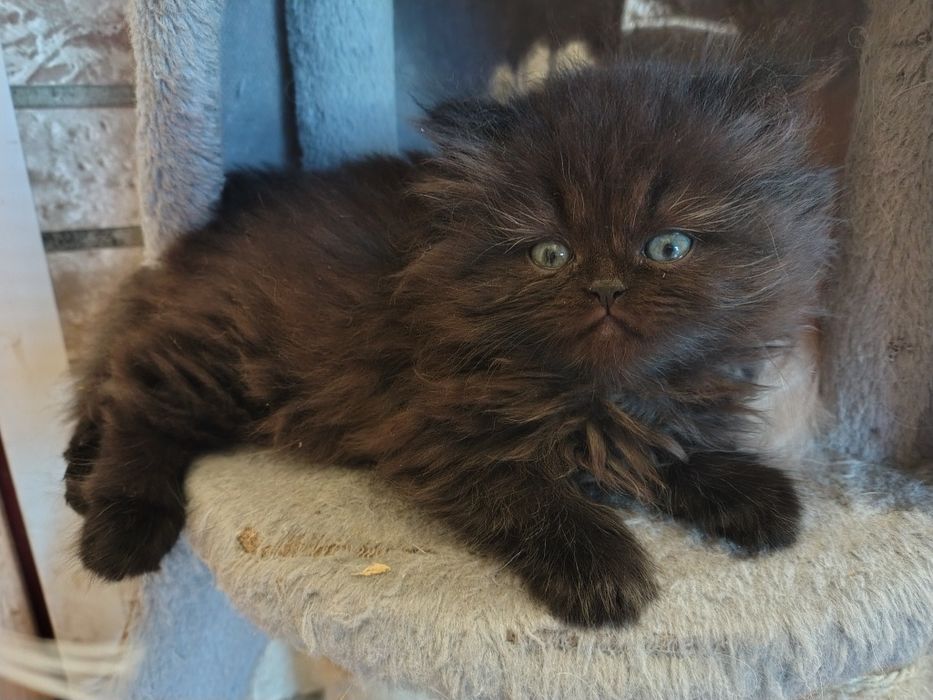 Mały kocurek,perski czekolada