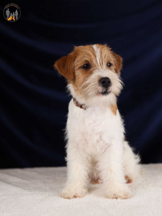 Jack Russell Terrier ZKwP FCI piesek po CH.PL