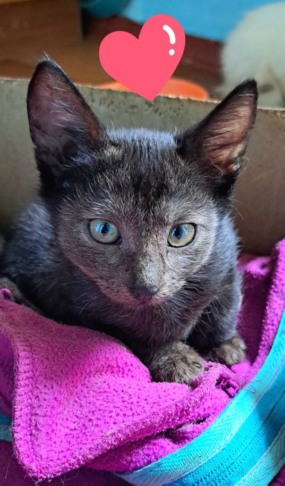 Красиві малюкі до 3х міс ручні