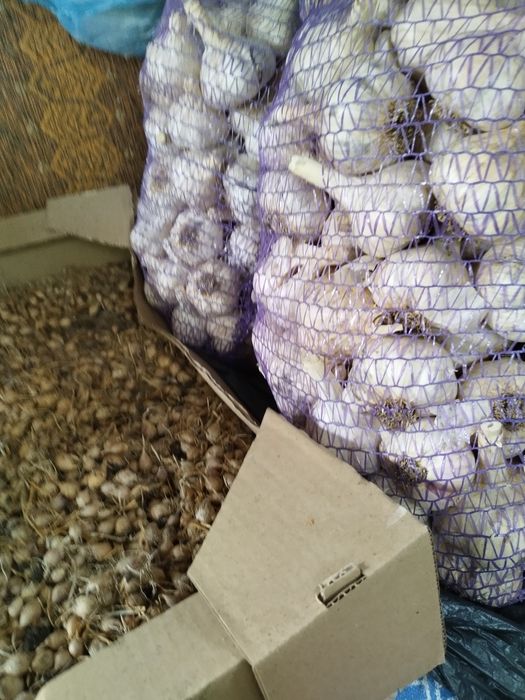 Насіння зимового чоснику.