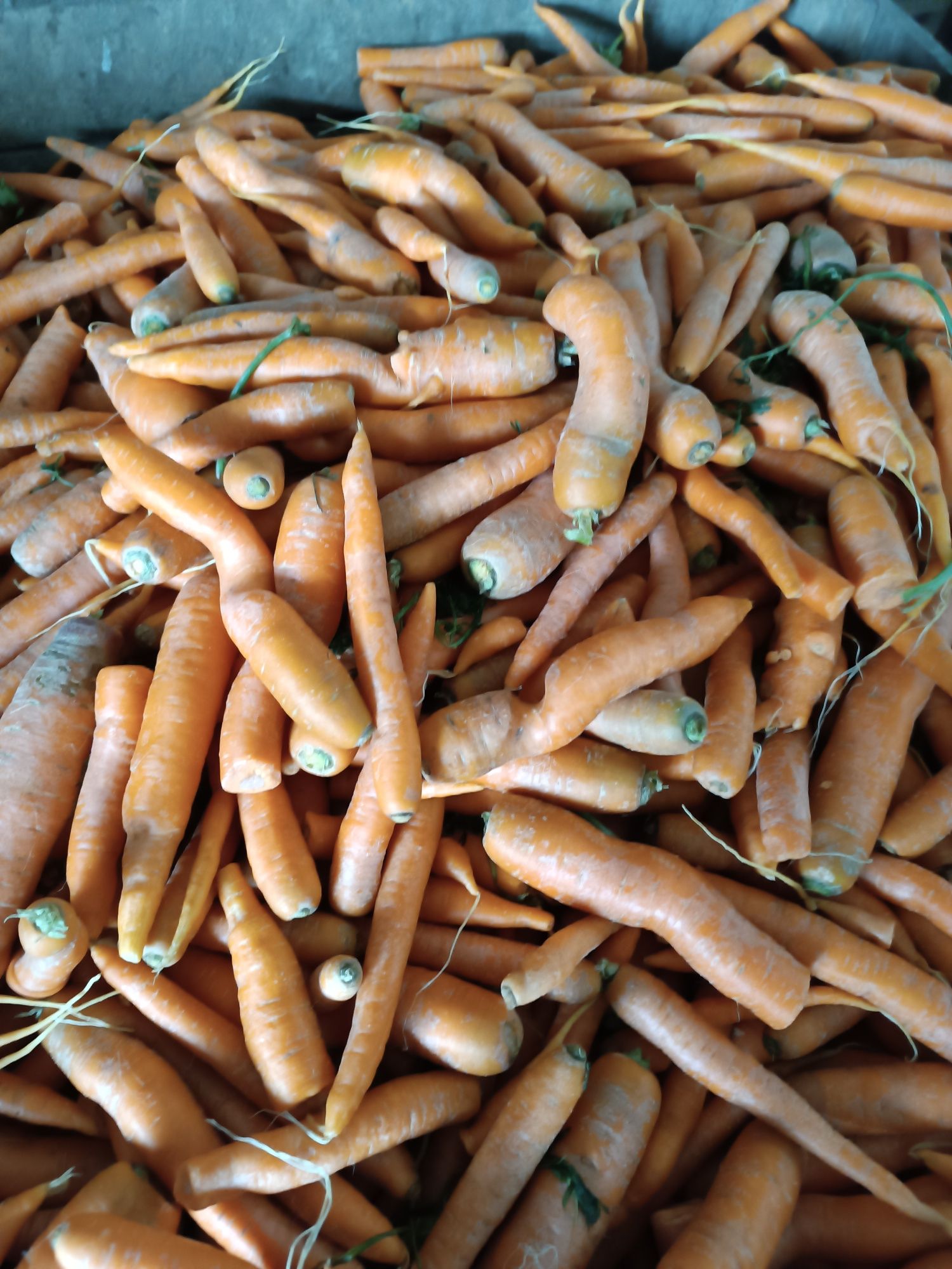 Marchew odpadowa do zwierząt ,soki 20gr/kg gr/kg