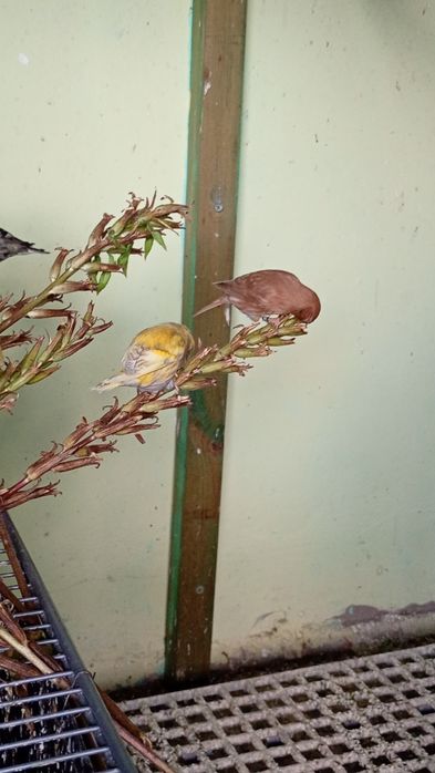 Sprzedam czyż czyżyki mutacja samce
