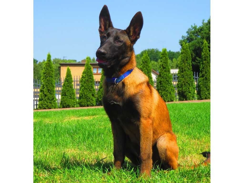 Owczarek Belgijski Malinois Suczka