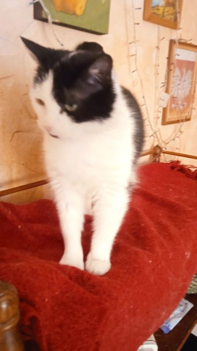 Стерилізована, лагідна киця