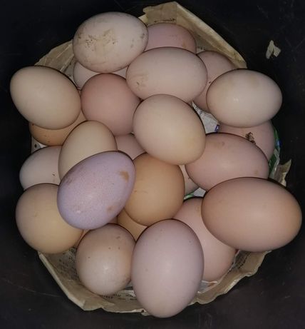 Курине яйце на інкубацію