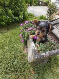 Yorkshire Terrier macho miniatura