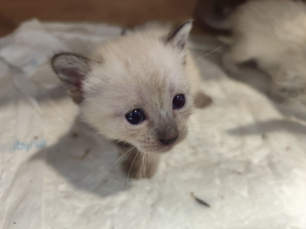Gatinhas para adoção