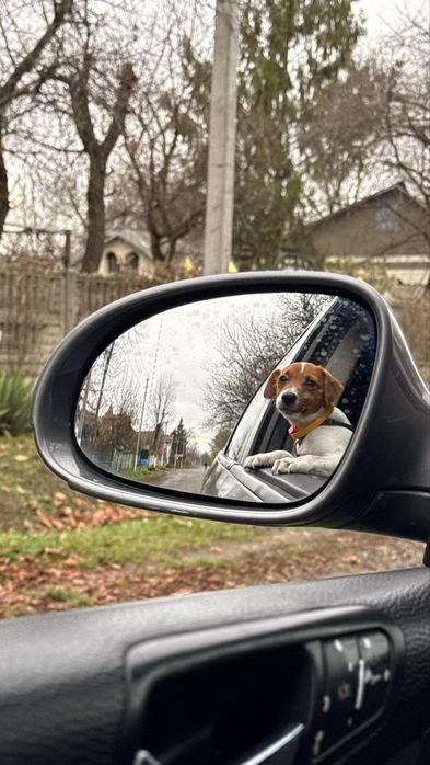 Продам джек рассел терьер девочка