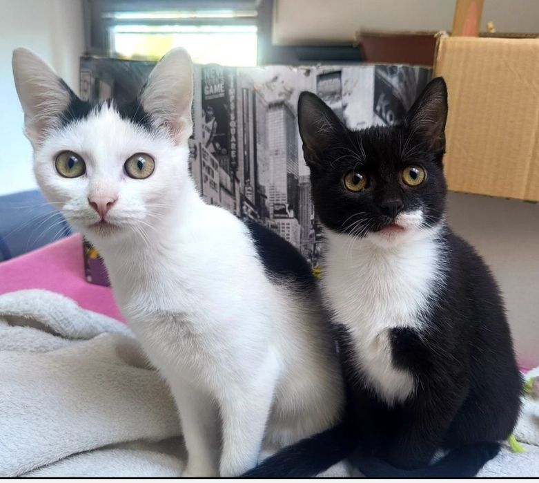 Młodziutkie kicie szukają domu