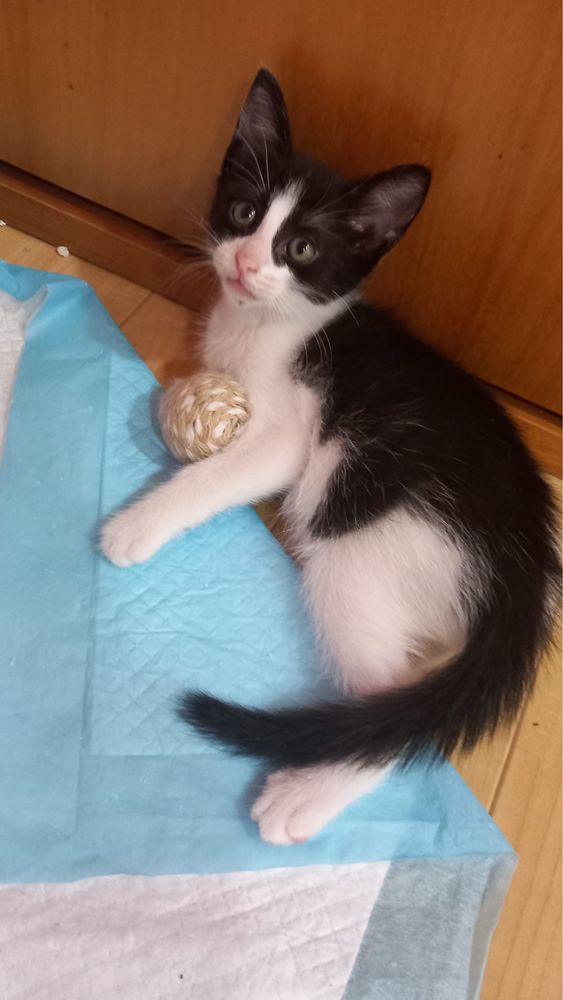 Gatinhos para adoção