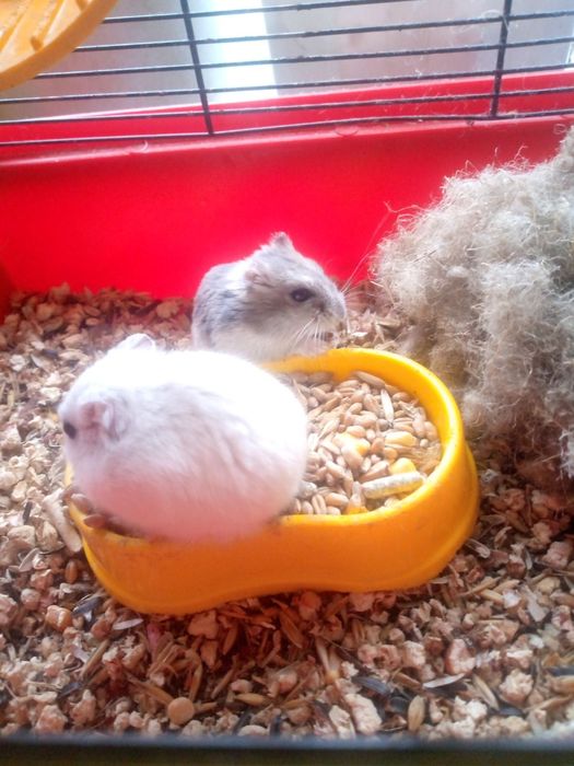 Джунгарик Кременчуг