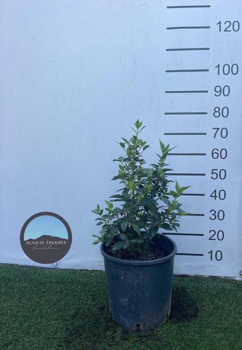 Viburmum tinus 30/40 cm