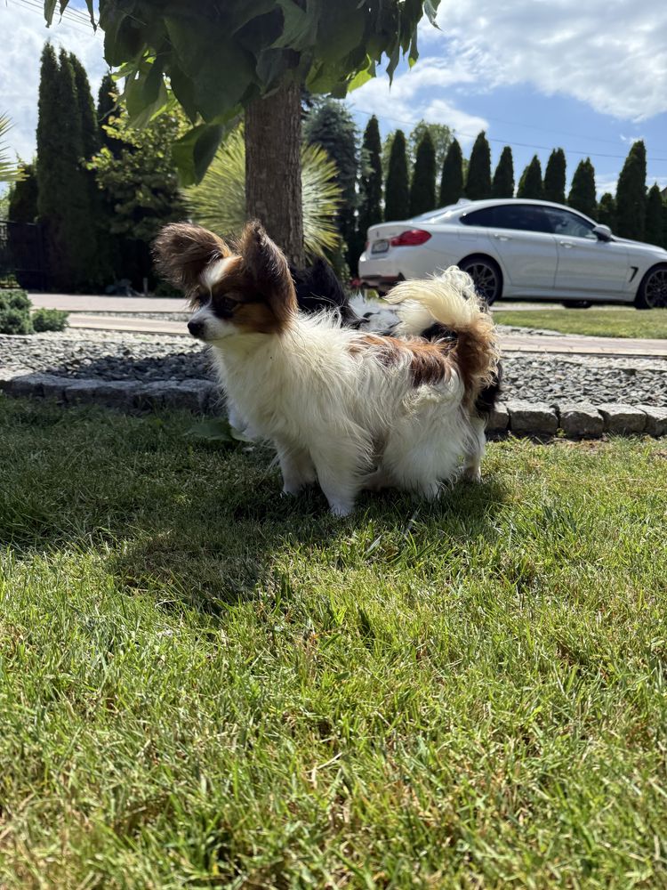 Papillon szczeniak piesek - spaniel kontynentalny miniaturowy