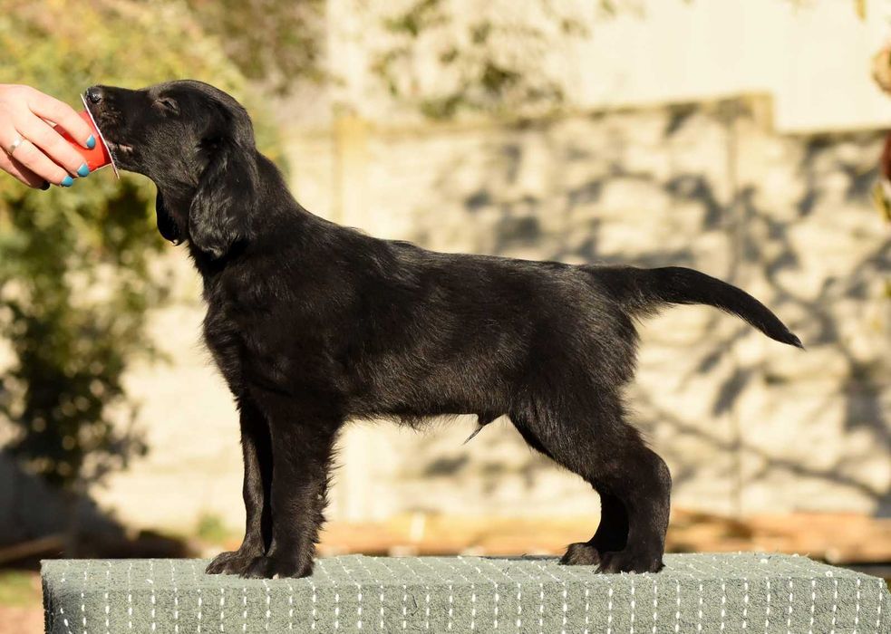 FLAT COATED RETRIEVER - czarny chłopczyk gotowy na nowy dom